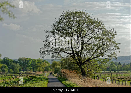 Feldweg am Steinhuder Meer,Winzlar,Bassa Sassonia Foto Stock