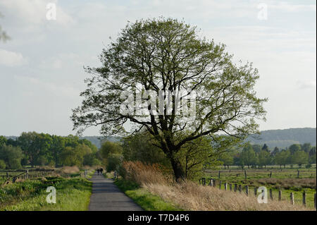 Feldweg am Steinhuder Meer,Winzlar,Bassa Sassonia Foto Stock