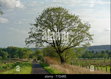 Feldweg am Steinhuder Meer,Winzlar,Bassa Sassonia Foto Stock