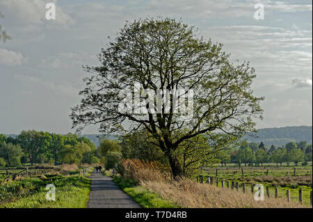 Feldweg am Steinhuder Meer,Winzlar,Bassa Sassonia Foto Stock