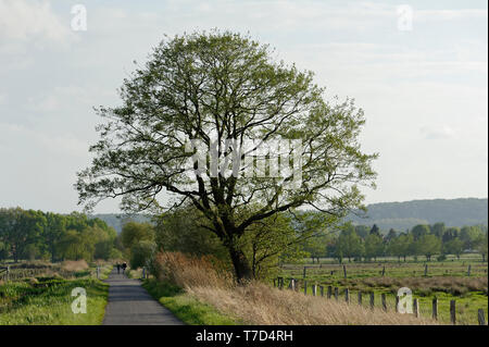 Feldweg am Steinhuder Meer,Winzlar,Bassa Sassonia Foto Stock