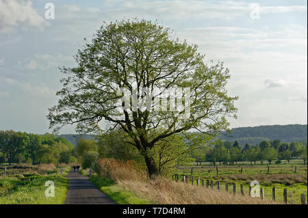 Feldweg am Steinhuder Meer,Winzlar,Bassa Sassonia Foto Stock