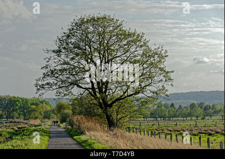 Feldweg am Steinhuder Meer,Winzlar,Bassa Sassonia Foto Stock