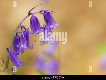 Singoli bluebell, presa in legno copia Derbyshire. Regno Unito Foto Stock