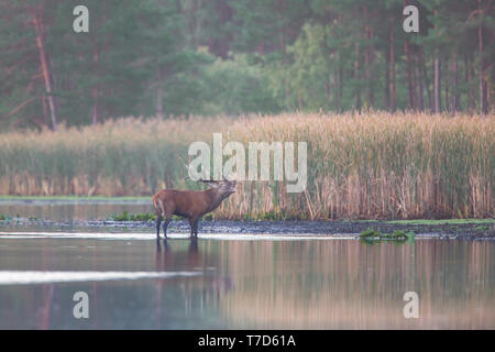 Solitario Red Deer stag in piedi in acqua poco profonda del lago / laghetto mentre muggito / roaring in early morning mist durante la routine in autunno / autunno Foto Stock