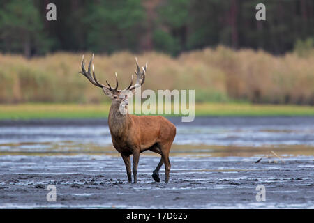 Solitario il cervo (Cervus elaphus) feste di addio al celibato in piedi nel fango del lago / stagno / fiume presso la foresta di bordo durante la routine in autunno / autunno Foto Stock