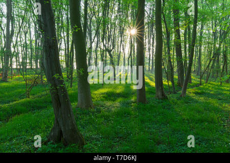 Sole che splende attraverso il faggio europeo / comune faggio (Fagus sylvatica) alberi nel bosco di latifoglie in primavera Foto Stock