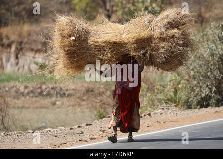 Vecchia donna carring un pesante essiccato pagliaio sul suo capo lungo la strada in Rajasthan Foto Stock