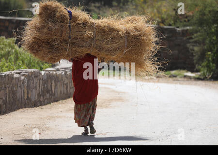 Vecchia donna carring un pesante essiccato pagliaio sul suo capo lungo la strada in Rajasthan Foto Stock