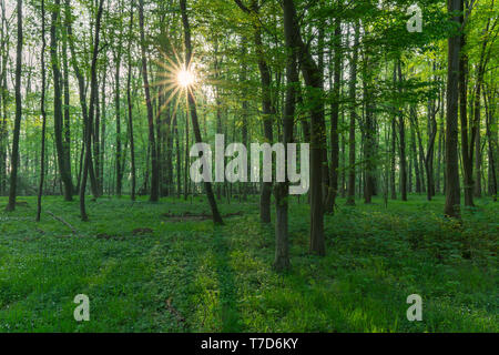 Sole che splende attraverso il faggio europeo / comune faggio (Fagus sylvatica) alberi nel bosco di latifoglie in primavera Foto Stock