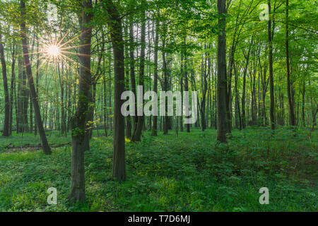 Sole che splende attraverso il faggio europeo / comune faggio (Fagus sylvatica) alberi nel bosco di latifoglie in primavera Foto Stock