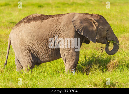 Piccolo, grazioso vitello elefante mangia erba trunk arricciata felice con airone guardabuoi uccello Loxodonta africana del Parco Nazionale Amboseli Kenya Africa Orientale wallpaper Foto Stock