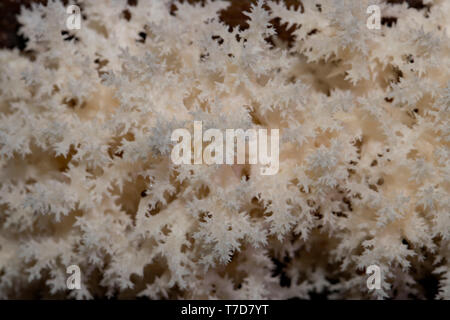 Dente di corallo fungo (Hericium coralloides) Foto Stock
