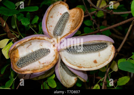 Vitigno di cioccolato, (Akebia quinata) Foto Stock