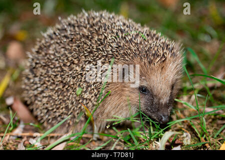 Unione riccio (Erinaceus europaeus) Foto Stock