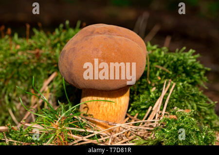 Bay bolete, (Imleria badia) Foto Stock