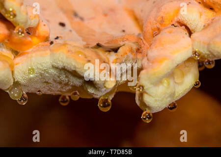 Crab-di-il-woods, zolfo ripiano, guttation drop, (Laetiporus sulfurei) Foto Stock