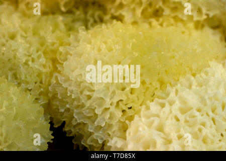 Stampo di fango, (Ceratiomyxa porioides) Foto Stock