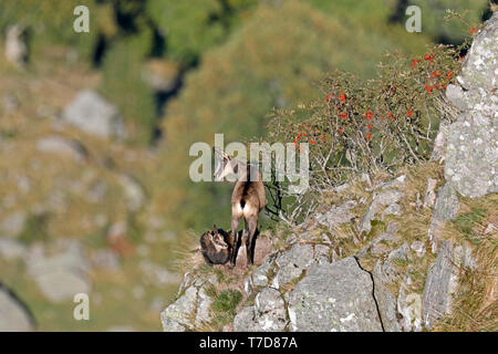 Il camoscio, (Rupicapra rupicapra), la fauna selvatica, Vosges, Francia Foto Stock