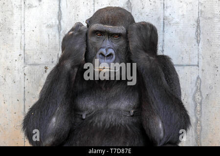 Gorilla (Gorilla gorilla gorilla), femmina, captive Foto Stock