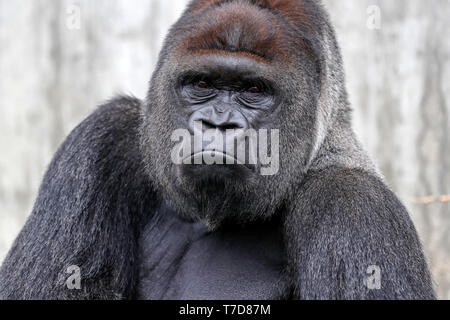 Gorilla (Gorilla gorilla gorilla), maschio, silverback, captive Foto Stock