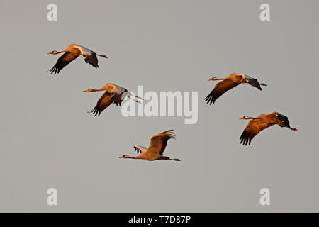 Gru comuni, (grus grus), la fauna selvatica, Nationalpark Vorpommersche Boddenlandschaft, Meclenburgo-Pomerania Occidentale, Germania Foto Stock