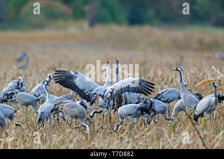 Gru comuni, (grus grus), la fauna selvatica, Nationalpark Vorpommersche Boddenlandschaft, Meclenburgo-Pomerania Occidentale, Germania Foto Stock