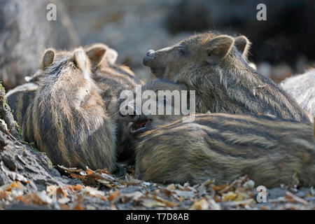 Il cinghiale (Sus scrofa), shoats, captive Foto Stock