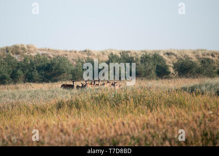 Daini, Western Pomerania Area Laguna National Park, Fischland-Darss-Zingst, Meclemburgo-Pomerania Occidentale, Germania, Europa (Dama Dama) Foto Stock