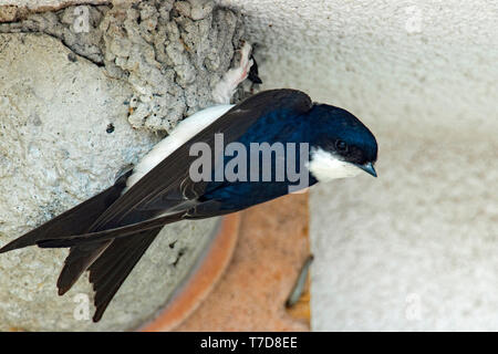 Casa comune martin (Delichon urbicum) Foto Stock