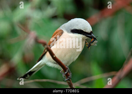 Red-backed shrike, maschio, (Lanius collurio) Foto Stock