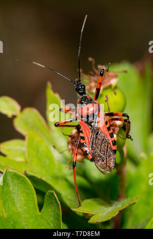 Red assassin bug (Rhynocoris iracundus) Foto Stock