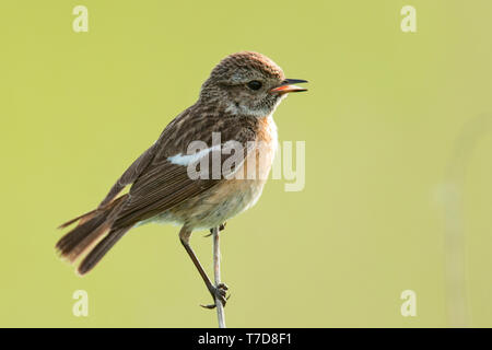 European stonechat, femmina, (Saxicola rubicola) Foto Stock