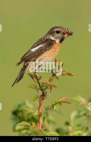 European stonechat, femmina, (Saxicola rubicola) Foto Stock