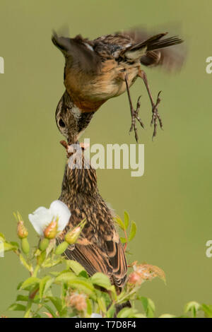 Unione stonechats, femmina alimentazione dei giovani (Saxicola rubicola) Foto Stock