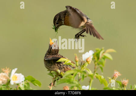 Unione stonechats, femmina alimentazione dei giovani (Saxicola rubicola) Foto Stock