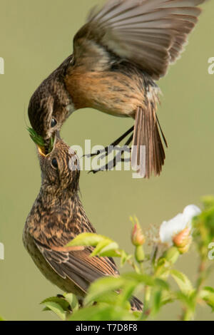 Unione stonechats, femmina alimentazione dei giovani (Saxicola rubicola) Foto Stock