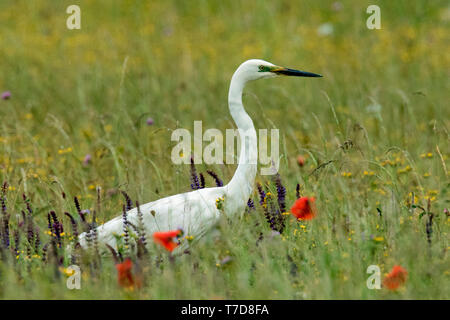 Airone bianco maggiore, (Ardea alba) Foto Stock