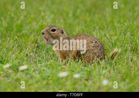 Terreno europeo scoiattolo (Spermophilus citellus) Foto Stock