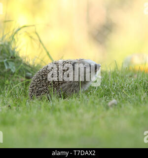 Piccolo porcospino guardando a voi in giardino Foto Stock