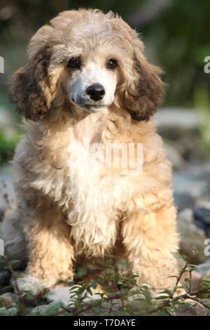 Il cinese Crested cane cucciolo seduti su piccole pietre Foto Stock