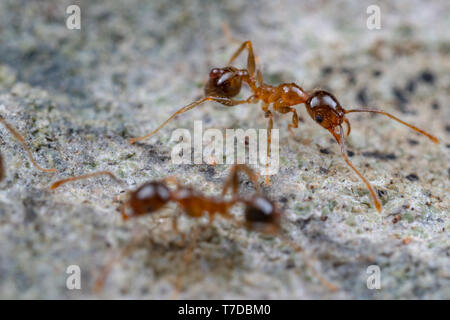 Pheidole megacephala, costiere brown grande capo-formiche rovistando su una roccia. Un comune invasivo, specie di peste. Foto Stock