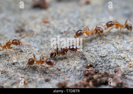Pheidole megacephala, costiere brown grande capo-formiche rovistando su una roccia. Un comune invasivo, specie di peste. Foto Stock