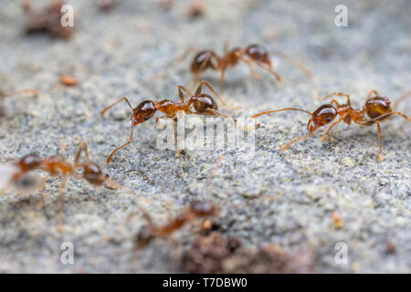 Pheidole megacephala, costiere brown grande capo-formiche rovistando su una roccia. Un comune invasivo, specie di peste. Foto Stock