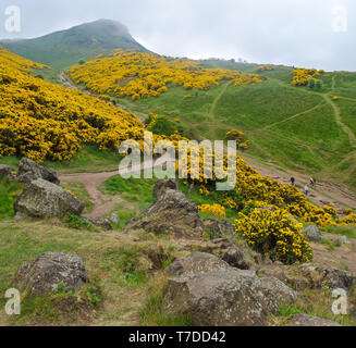 Sentieri escursionistici a Holyrood Park, Edimburgo che conduce fino a Arthurs Seat Foto Stock