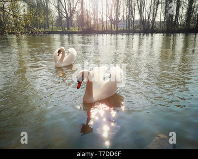 Primo piano di due splendidi maestosi cigni bianchi galleggiante sul fiume in una soleggiata mattina di primavera a Strasburgo, in Francia, in Alsazia. Foto Stock