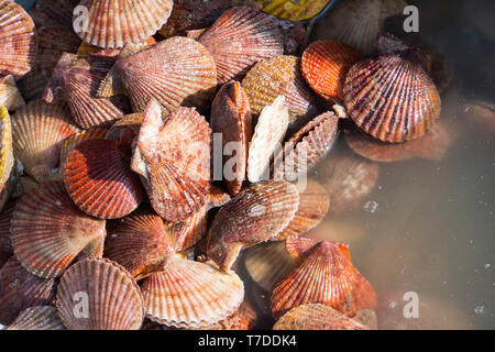lots of scallop sea shells piled together background. Foto Stock