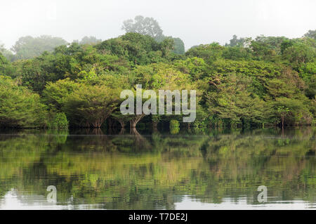 La foresta pluviale nelle acque del Rio Jauperi affluente del fiume Rio delle Amazzoni Foto Stock