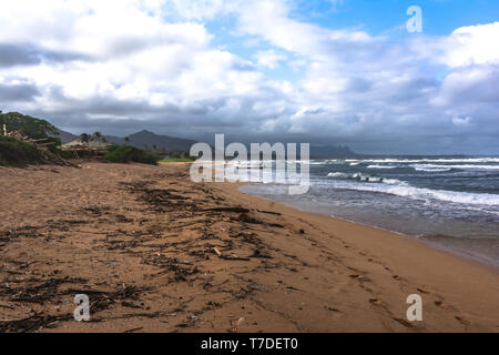 Gli alberi morti lungo la spiaggia Waipouli, Kauai, Hawaii Foto Stock