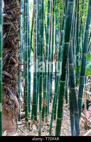 Verde foresta di bamboo in Morokko Foto Stock